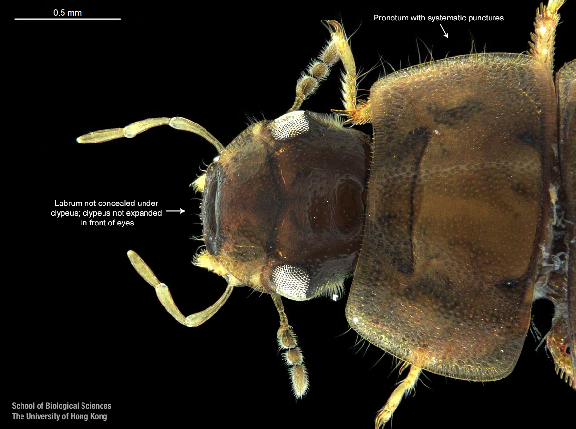Cranium and pronotum (dorsal view)